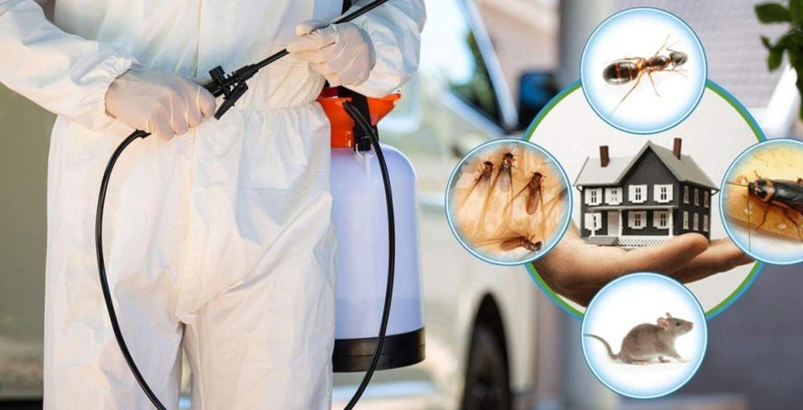 Eğil Böcek İlaçlama