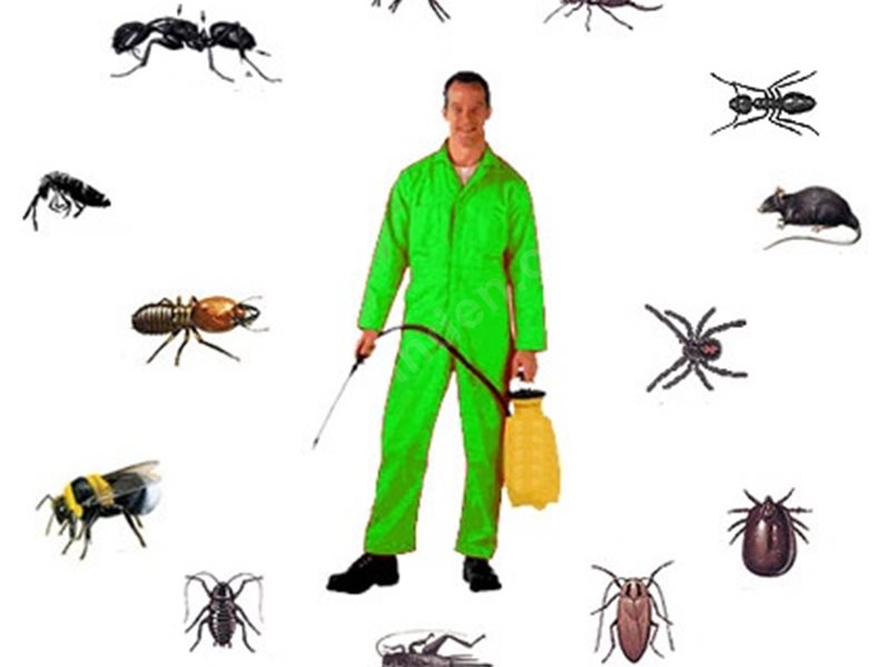 Eğil Böcek İlaçlama